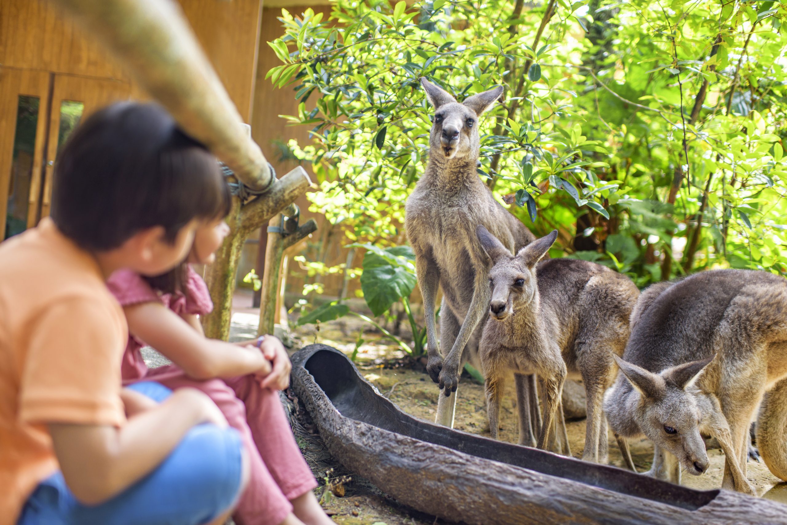 Singapore Zoo + Tram Ride (Sharing Coach Tour)